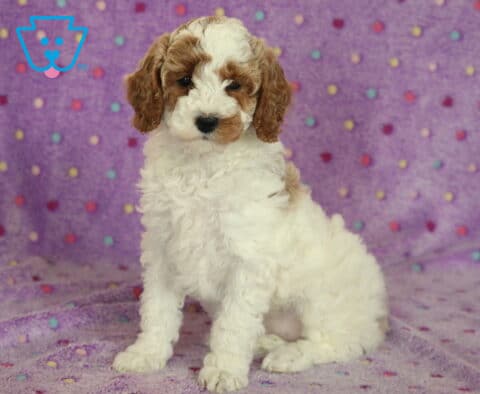 Tootsie Mini Poodle