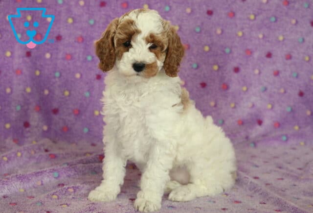 Fluffy white and apricot Mini Poodle puppy sitting on a purple polka dot blanket with soft curly fur and a sweet, gentle expression image