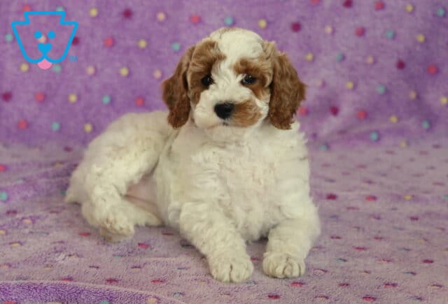 Adorable white and apricot Mini Poodle puppy lying on a soft purple polka dot blanket with fluffy curls and a calm, sweet expression image