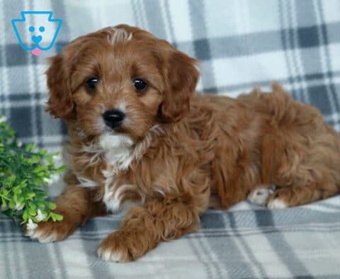 Triston Cavapoo