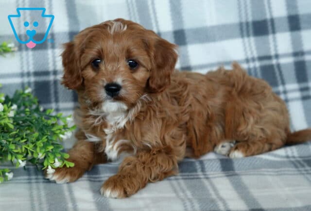Triston Cavapoo image