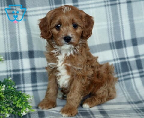 Triston Cavapoo2