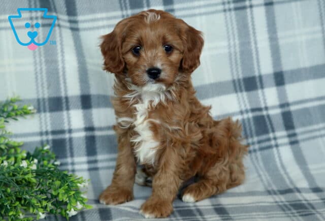 Triston Cavapoo2 image