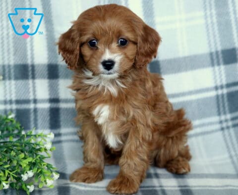 Trixie Cavapoo