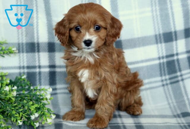 Trixie Cavapoo image