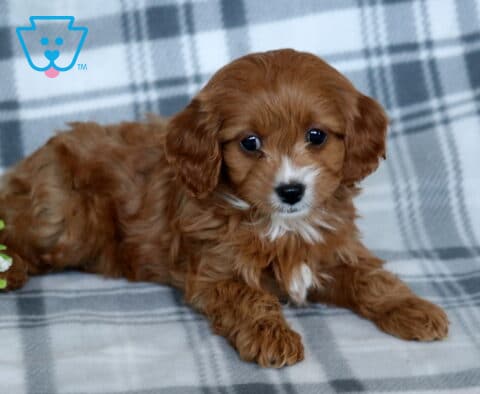 Trixie Cavapoo2