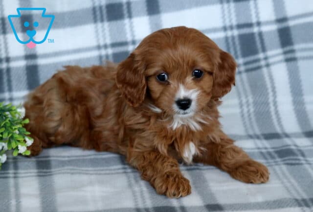 Trixie Cavapoo2 image