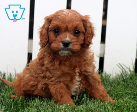 Turner Cavapoo