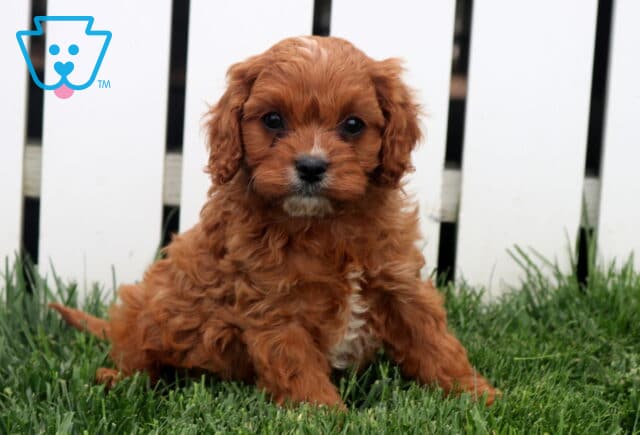 Turner Cavapoo image