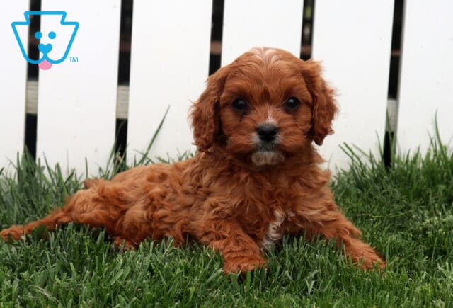 Turner Cavapoo2 image