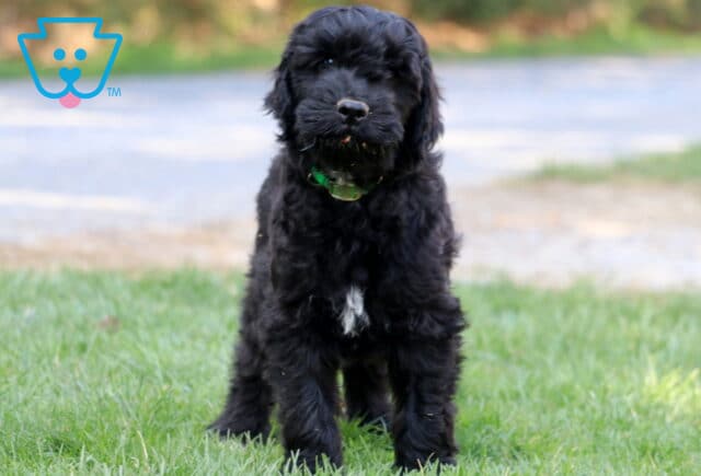 Twig Poodle MIx image