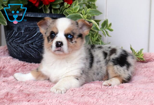 Twinkle Corgi2 image