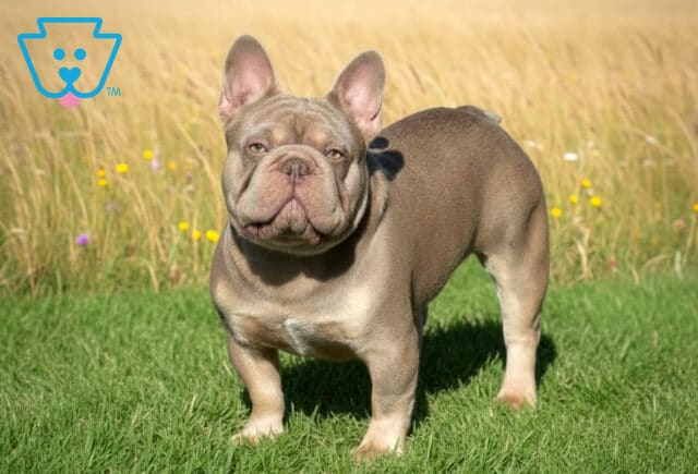Vegas French Bulldog Abner Fisher Sire image