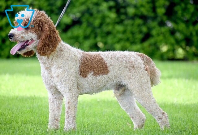 Victor Mini-Moyen Poodle image