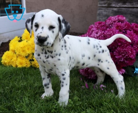 Wags Dalmatian