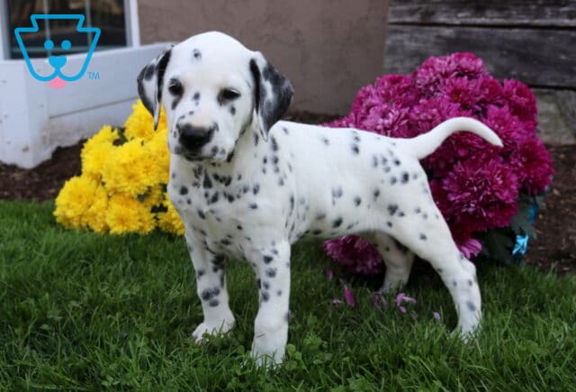 Wags Dalmatian image
