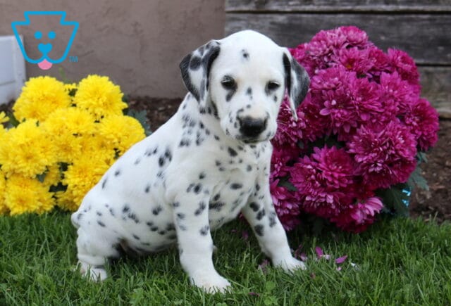 Wags Dalmatian2 image
