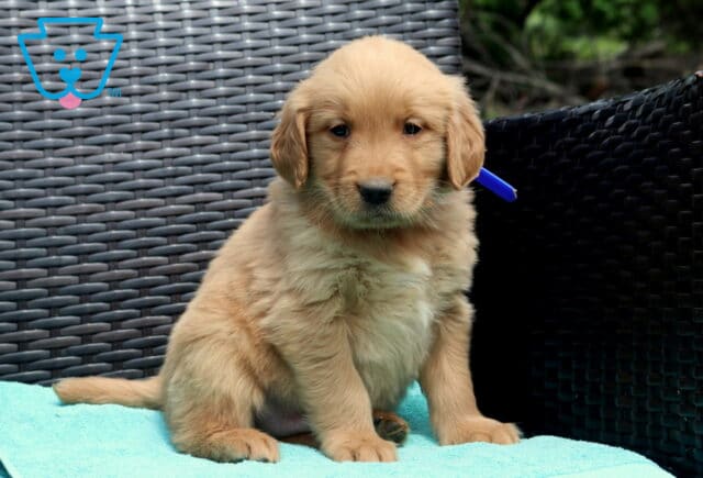 Walker Golden2 image