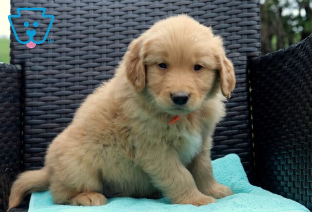 Washington Golden image