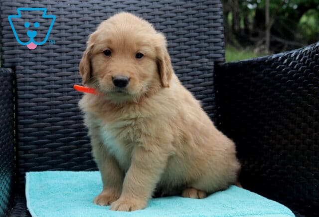 Washington Golden2 image