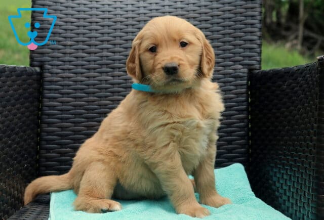 Wiggles Golden image