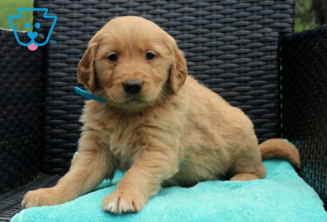 Wiggles Golden2 image