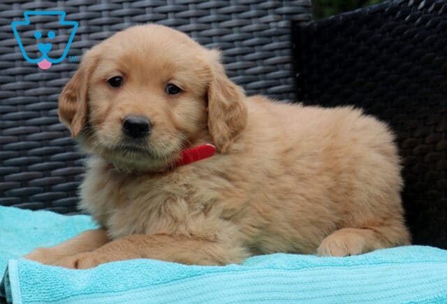 Winnie Golden2 image