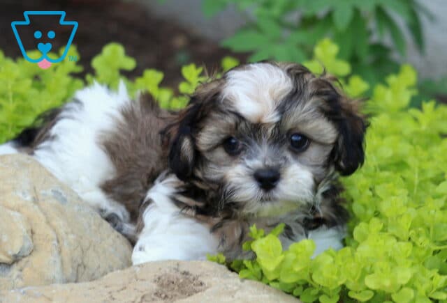 Zachary Shihpoo image