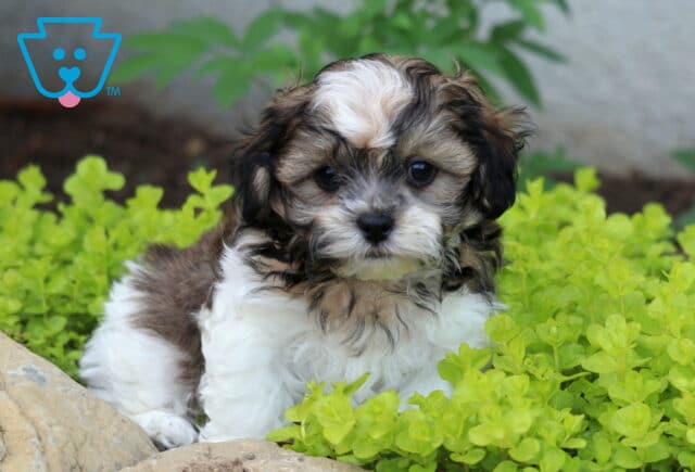 Zachary Shihpoo2 image