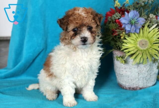 Zara Bichpoo.2 image