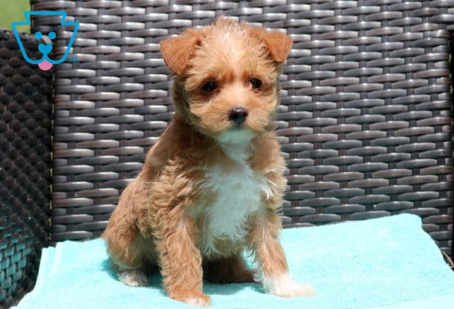 Zara Poodle Mix image