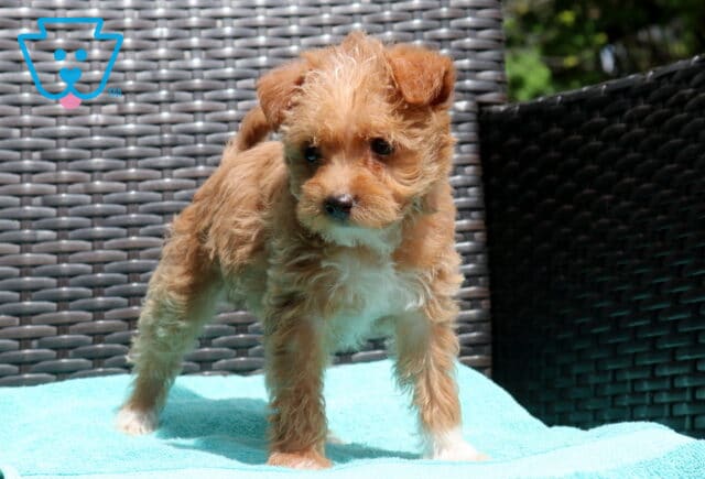 Zara Poodle Mix2 image