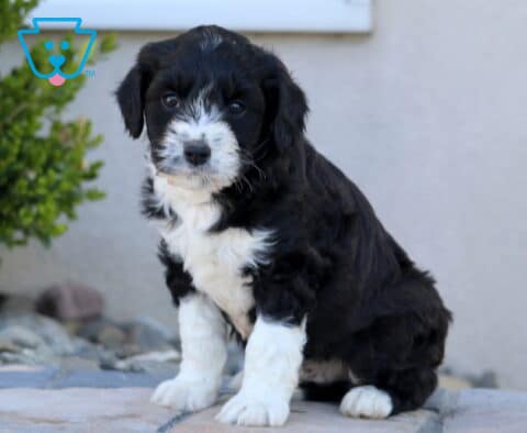 Zeke Mini Aussiedoodle