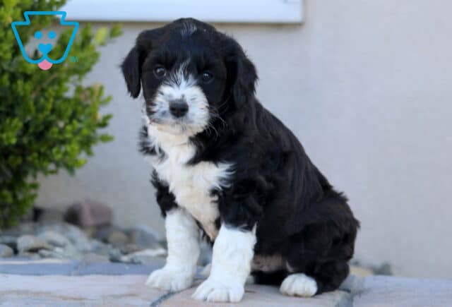 Zeke Mini Aussiedoodle image