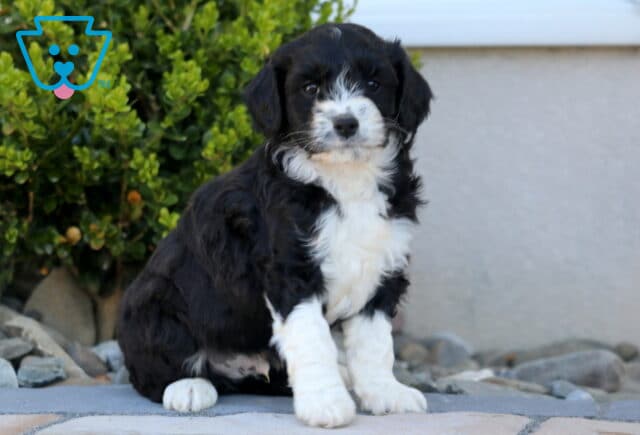 Zeke Mini Aussiedoodle2 image