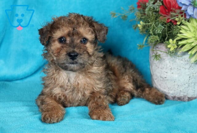 Ziggy Bichpoo2 image