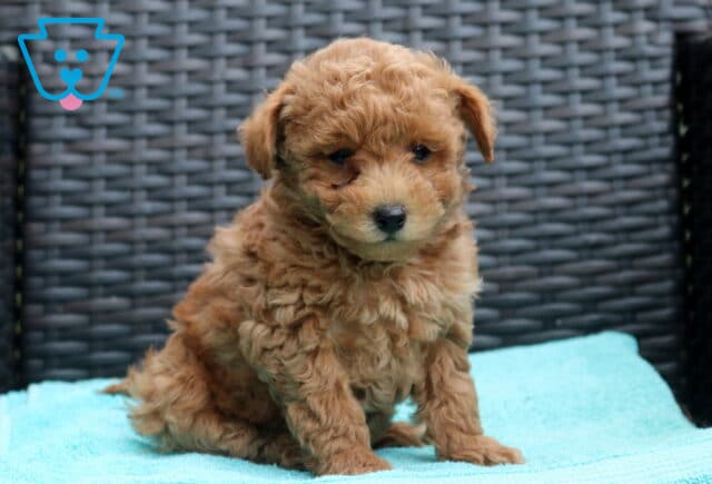 Ziggy Poodle Mix image