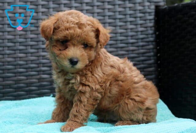 Ziggy Poodle Mix2 image