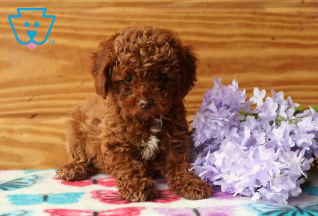 Zipper Mini Poodle image