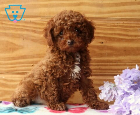 Zipper Mini Poodle2
