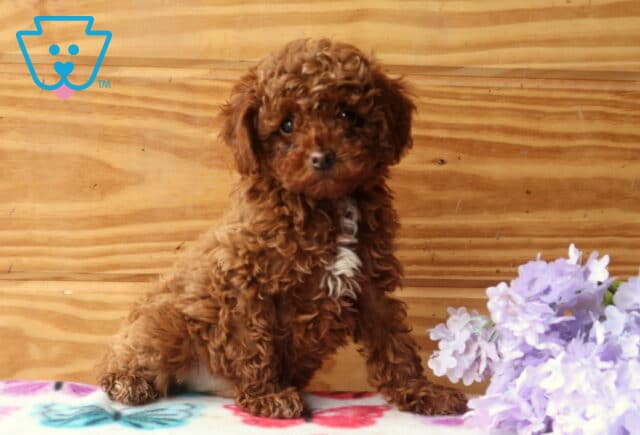 Zipper Mini Poodle2 image