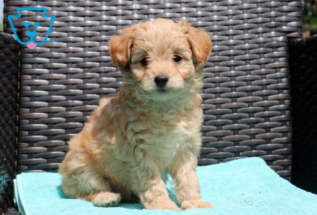 Zipper Poodle Mix image