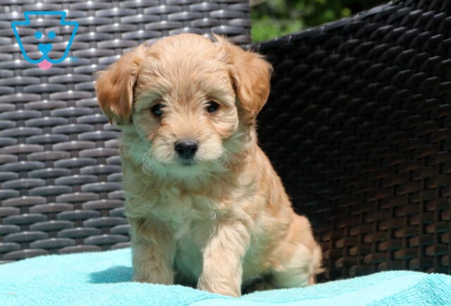 Zipper Poodle Mix2 image