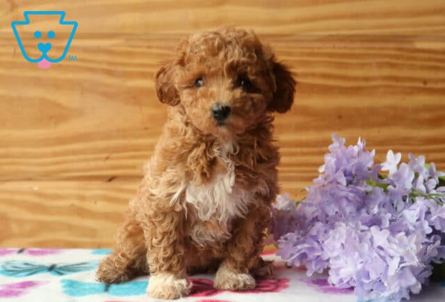 Zoey Mini Poodle image