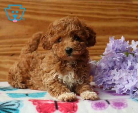 Zoey Mini Poodle2