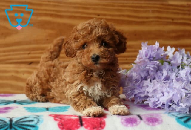 Zoey Mini Poodle2 image