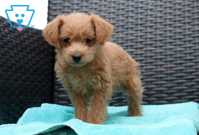 Zoey Poodle Mix image