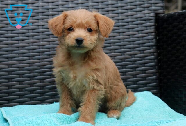 Zoey Poodle Mix2 image