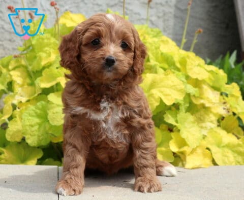 Abby Cockapoo
