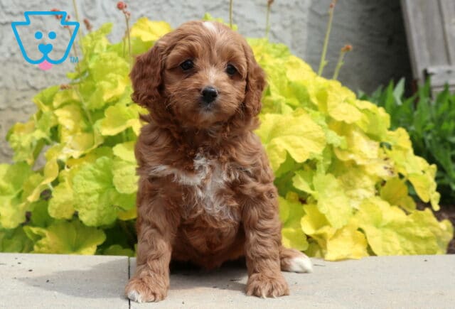 Abby Cockapoo image